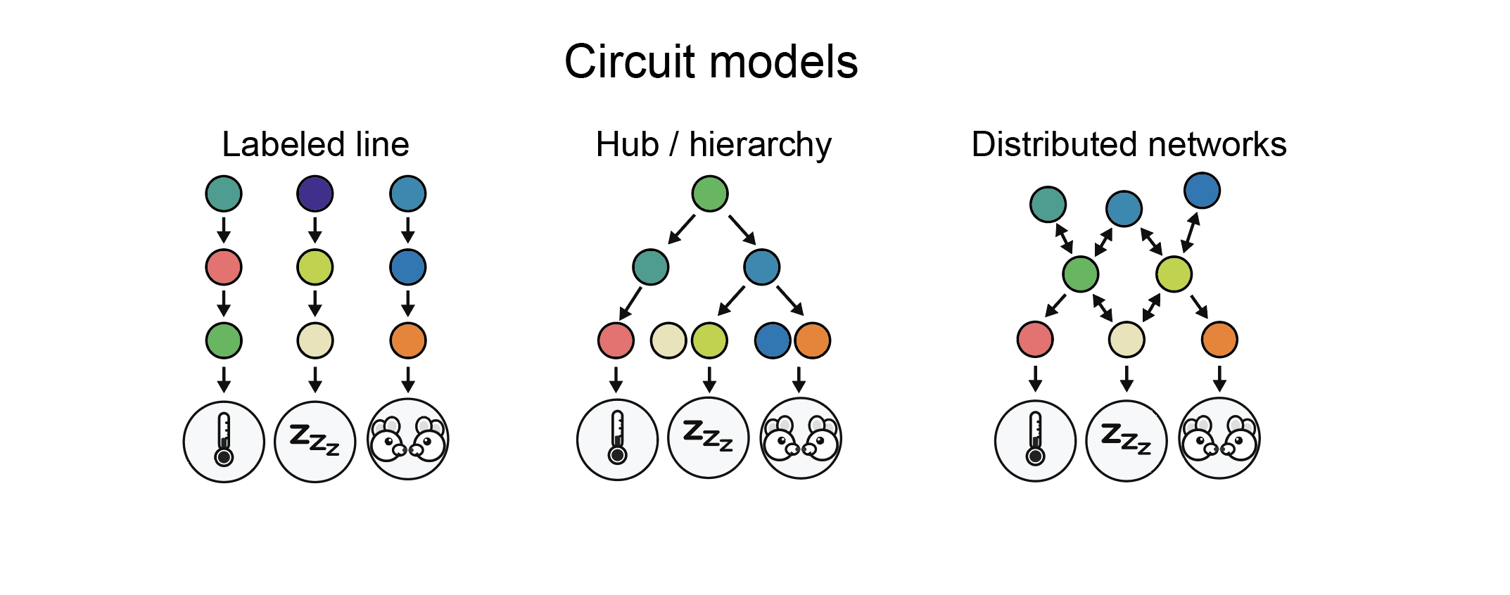Circuit organizations