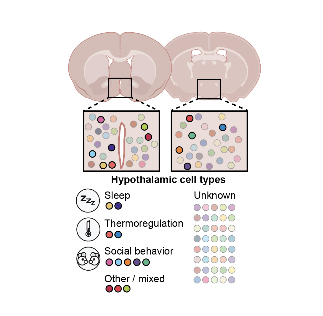 Subcortical cell type diversity